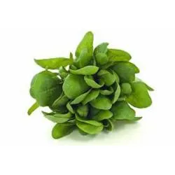 Espinafre Novo Verde- 1un