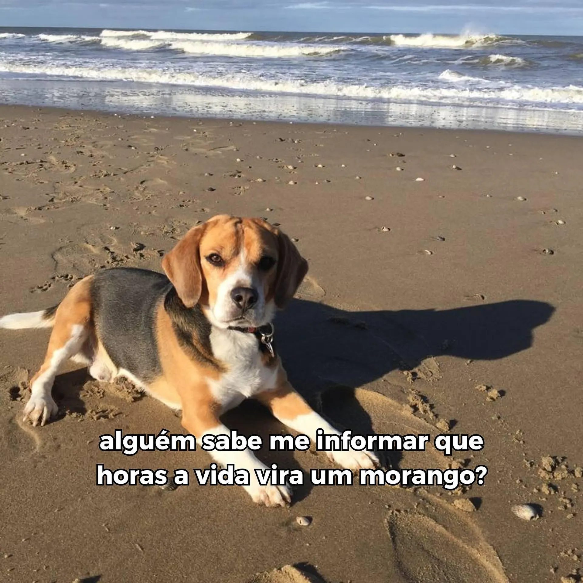Catálogo Beagle - 1