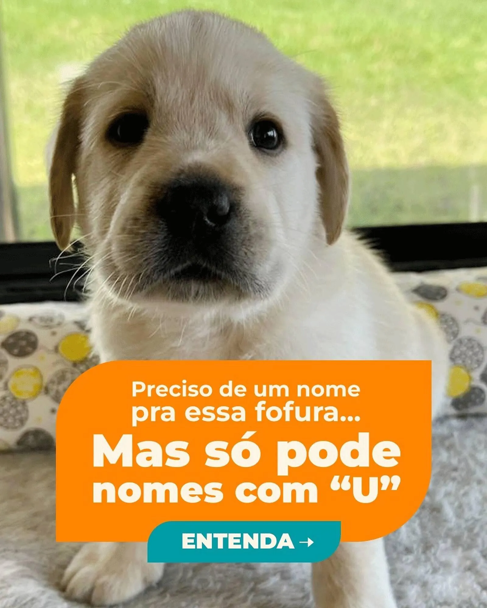 Encarte de Catálogo Cobasi 10 de março até 17 de março 2026 - Pagina 1