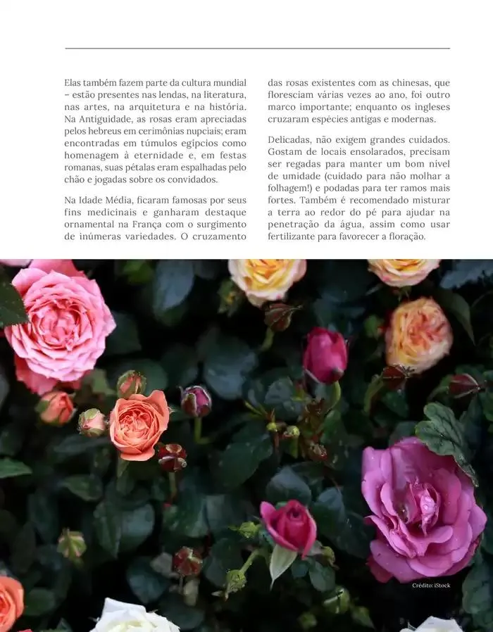 Encarte de Menu Festval 13 de novembro até 30 de novembro 2024 - Pagina 57