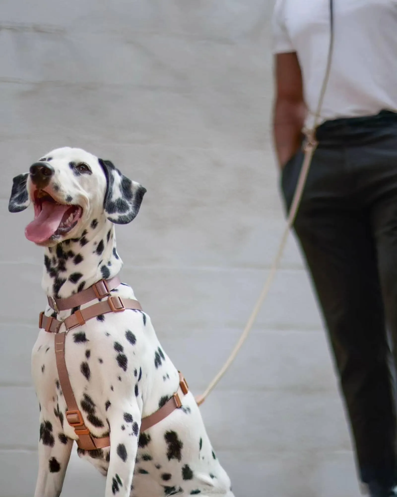 Catálogo Cobasi - 1