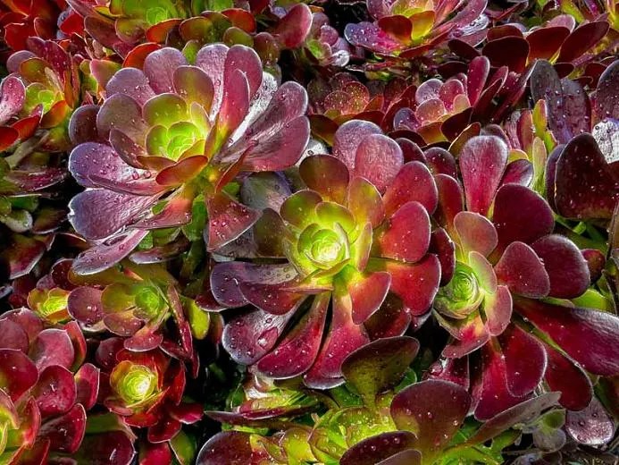 Aeonium arboreum "Velour"