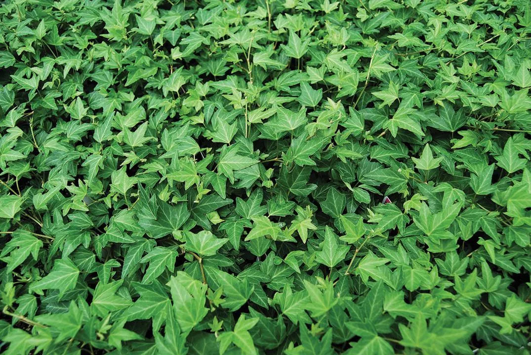 (Hedera helix "Needlepoint")