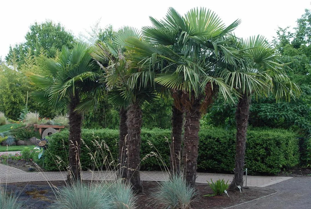 Chinese Windmill Palm (Trachycarpus fortunei)