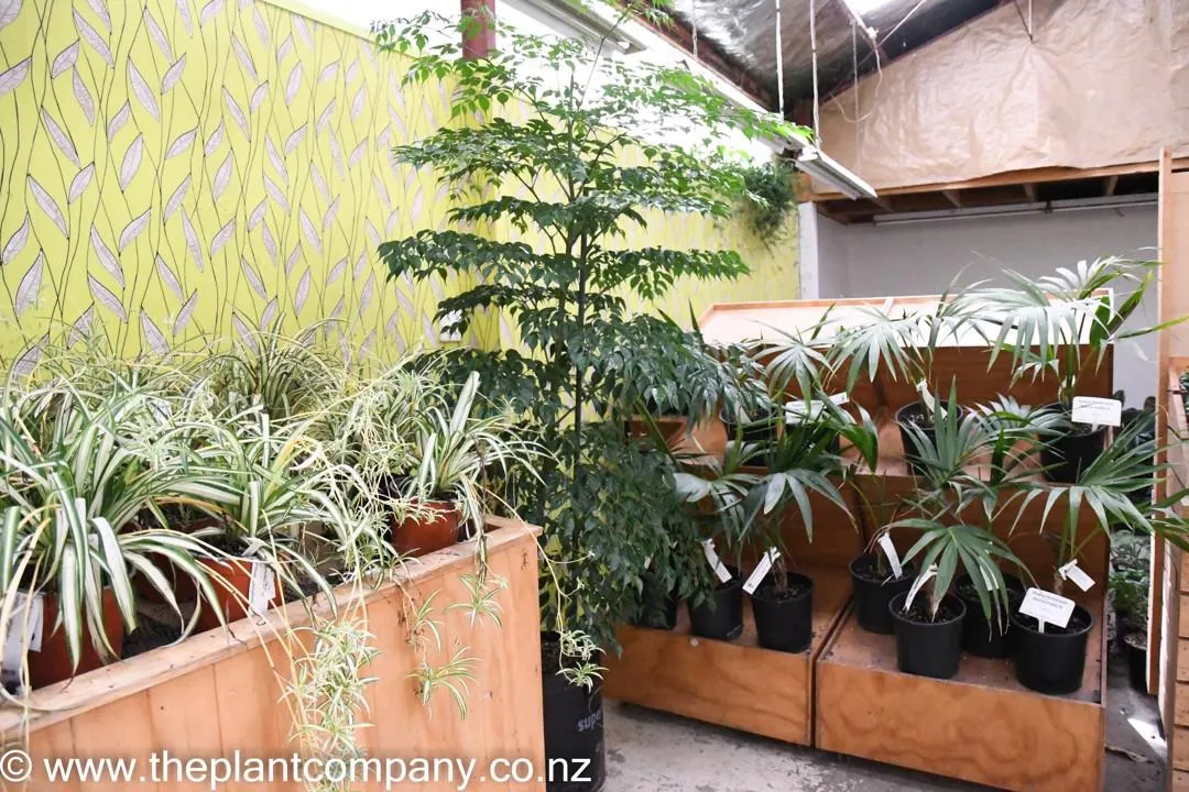 China Doll (Radermachera sinica)