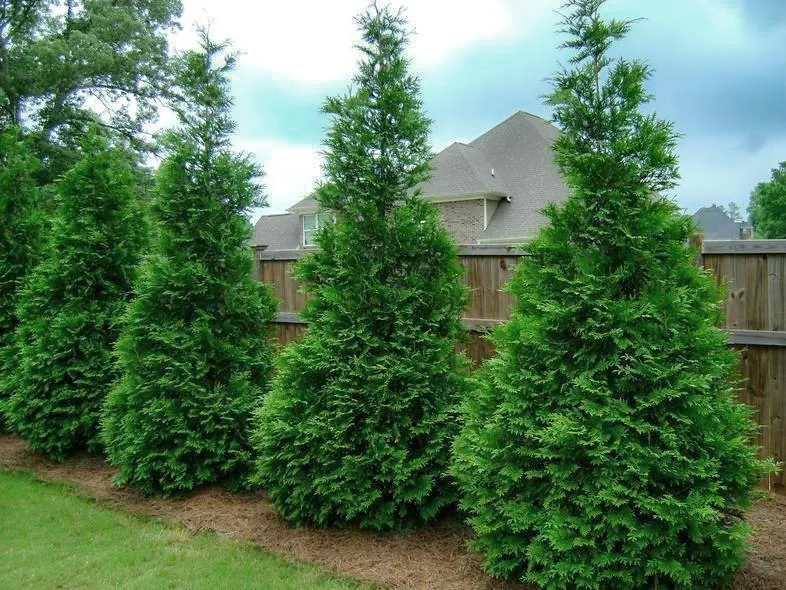 (Thuja plicata "Green Giant")