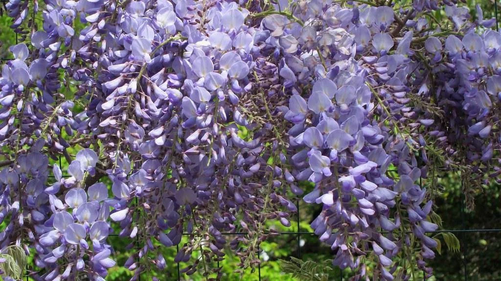 (Wisteria "Blue Sapphire")