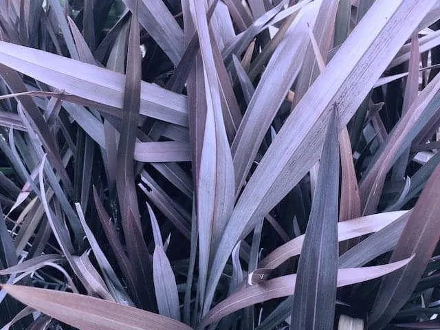Flax (Phormium "Purple Haze")