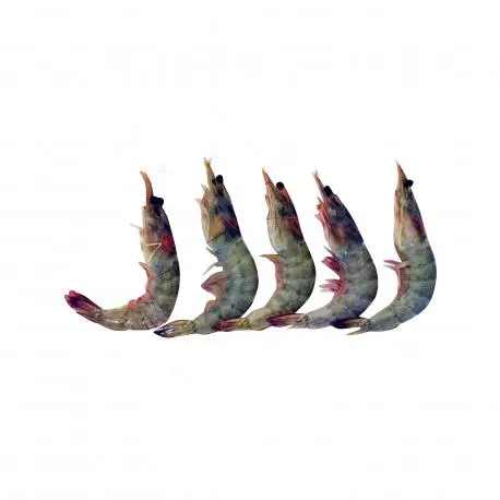 Γαρίδα νωπή χύμα melicertus kerathurus μαύρη Αμβρακικού