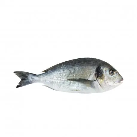 Τσιπούρα υδατοκαλλιέργειας νωπή χύμα - sparus aurata Ελλάδος