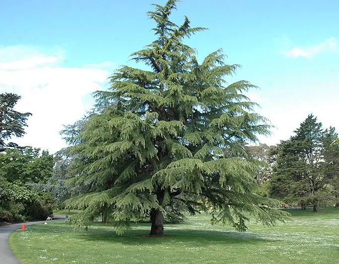 Cedar (Cedrus deodara)