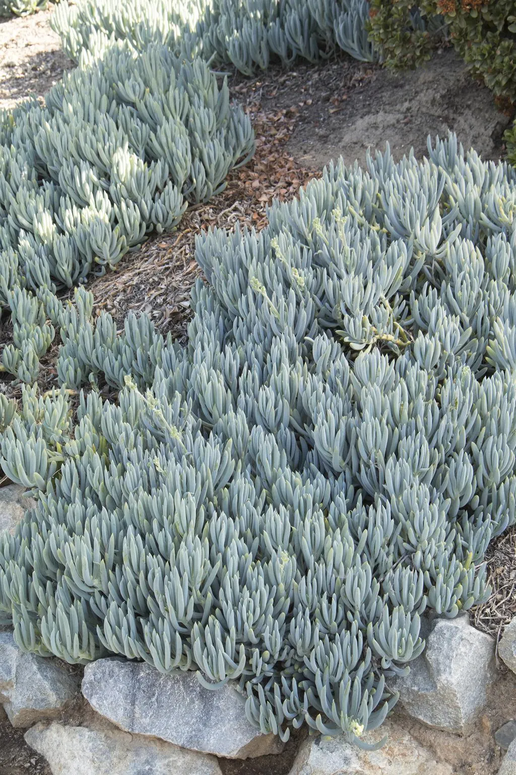 Blue Chalkstick (Senecio serpens)