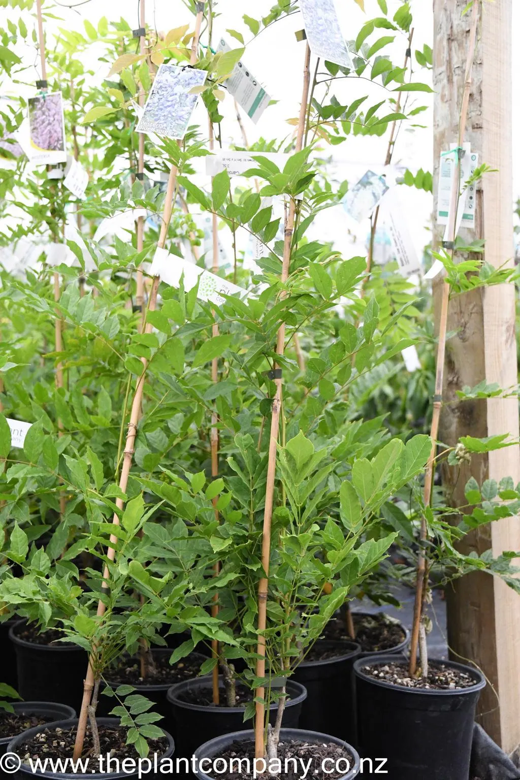 (Wisteria sinensis "Caroline")