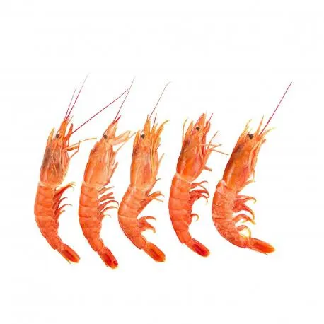 Γαρίδα νωπή χύμα - parapenaeus longirostris Ελλάδος