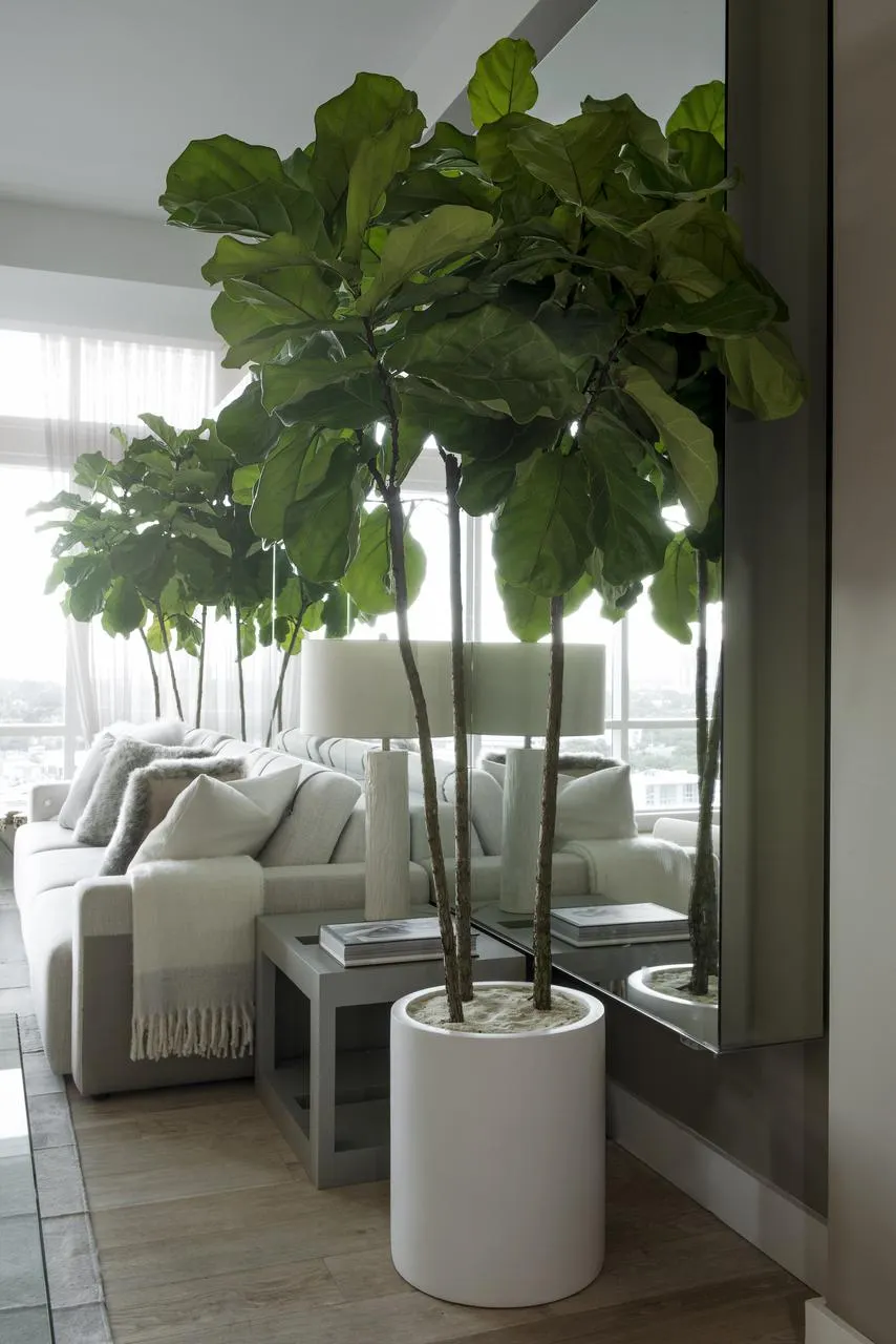 Fiddle-Leaf Fig (Ficus lyrata)