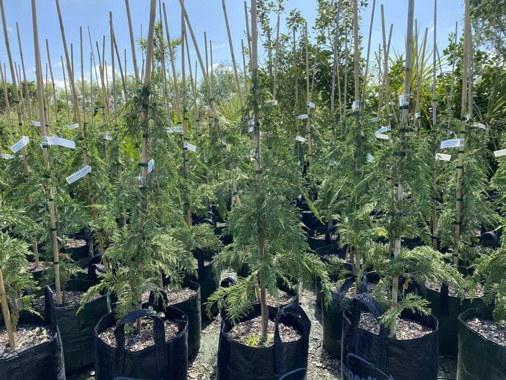 Cupressus leylandii "Ferndown"