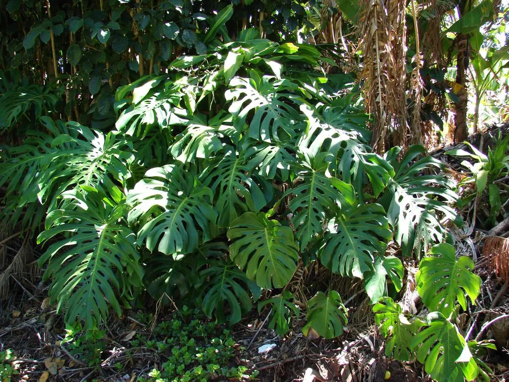 Fruit Salad Plant (Monstera deliciosa)