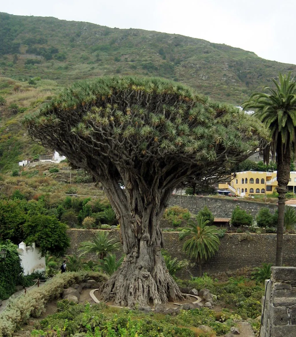 Canary Islands Dragon Tree (Dracaena draco)
