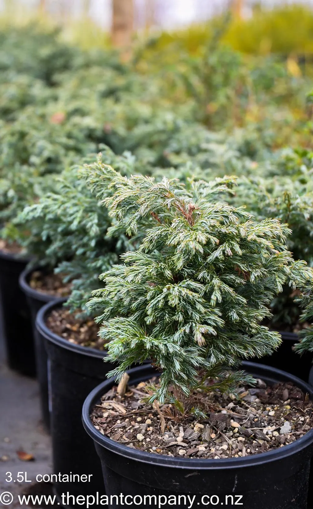 Chamaecyparis pisifera "Boulevard"