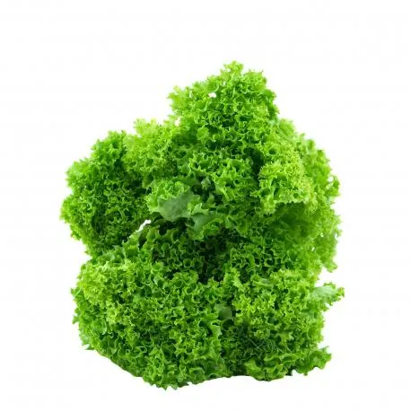 Φρέσκια σαλάτα πράσινη σγουρή Ελλάδος