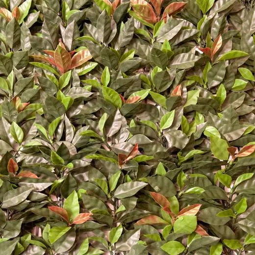 Seto decorativo PHOTINIA 100x100