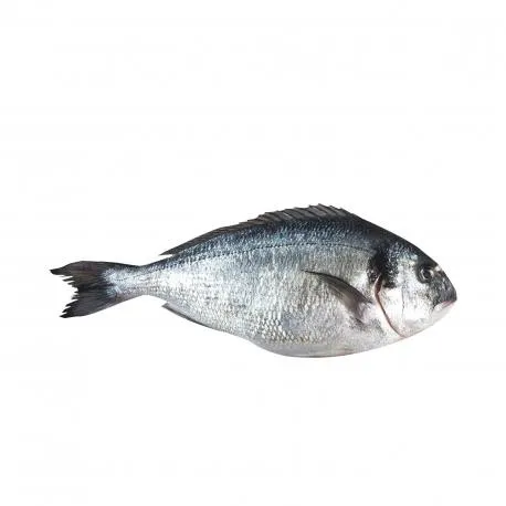 Τσιπούρα ιχθυοκαλλιέργειας νωπή χύμα - sparus aurata