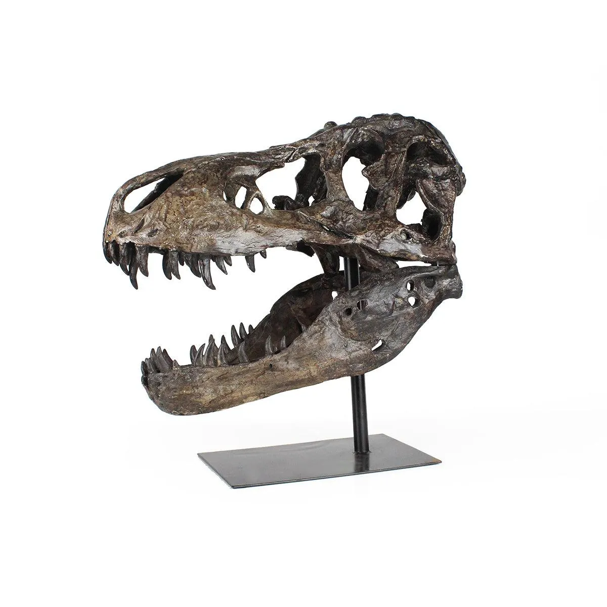 T Rex On Stand 50cm