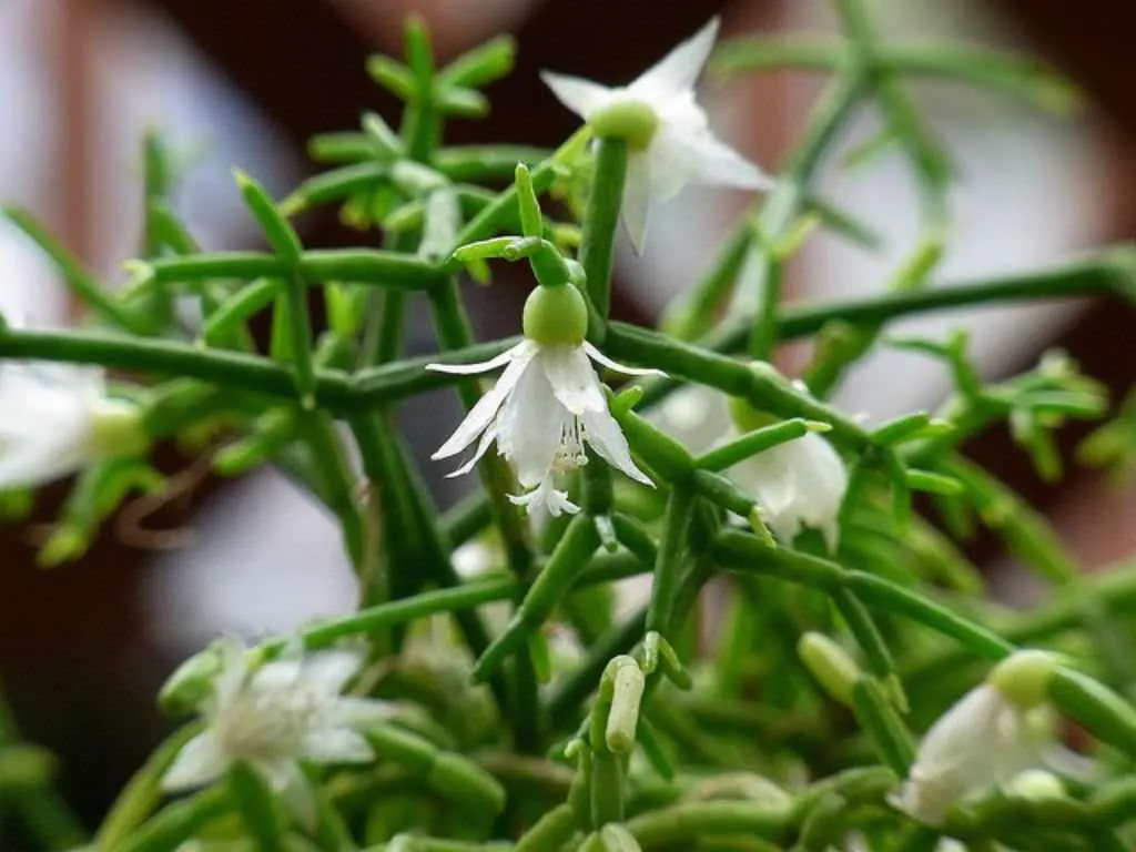 (Rhipsalis cereuscula)