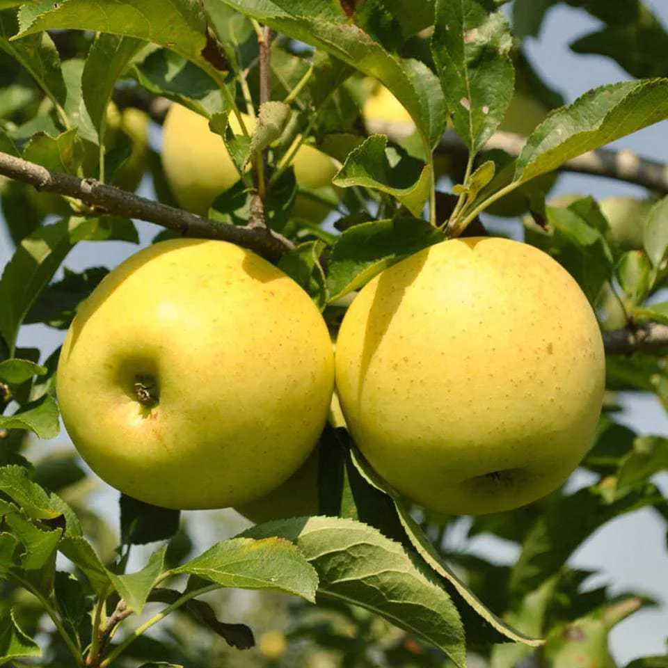 Apples "Golden Delicious" on semi-dwarfing rootstock