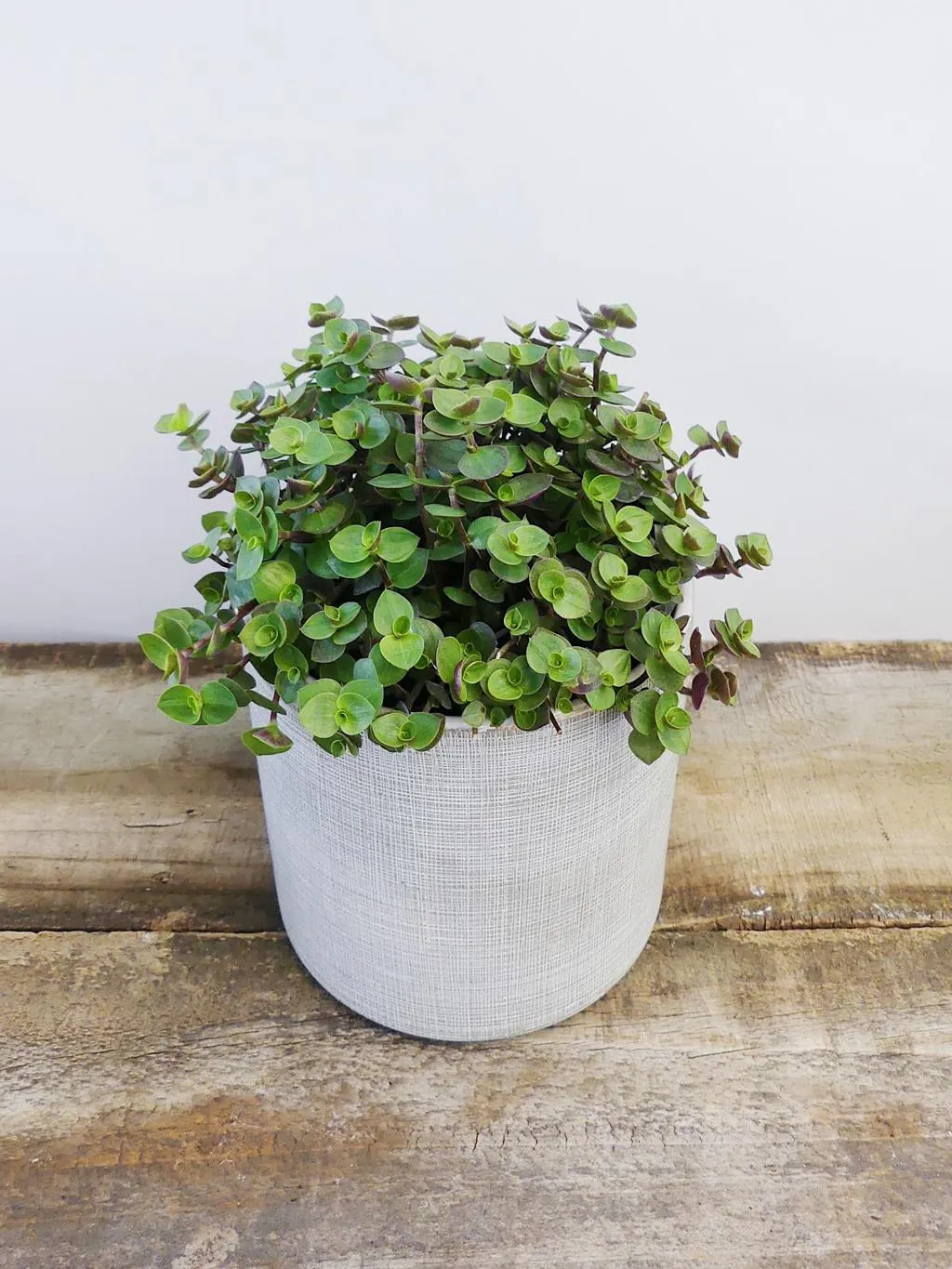 Bubbles (Callisia repens)