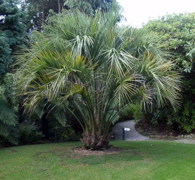 Jelly Palm (Butia capitata)