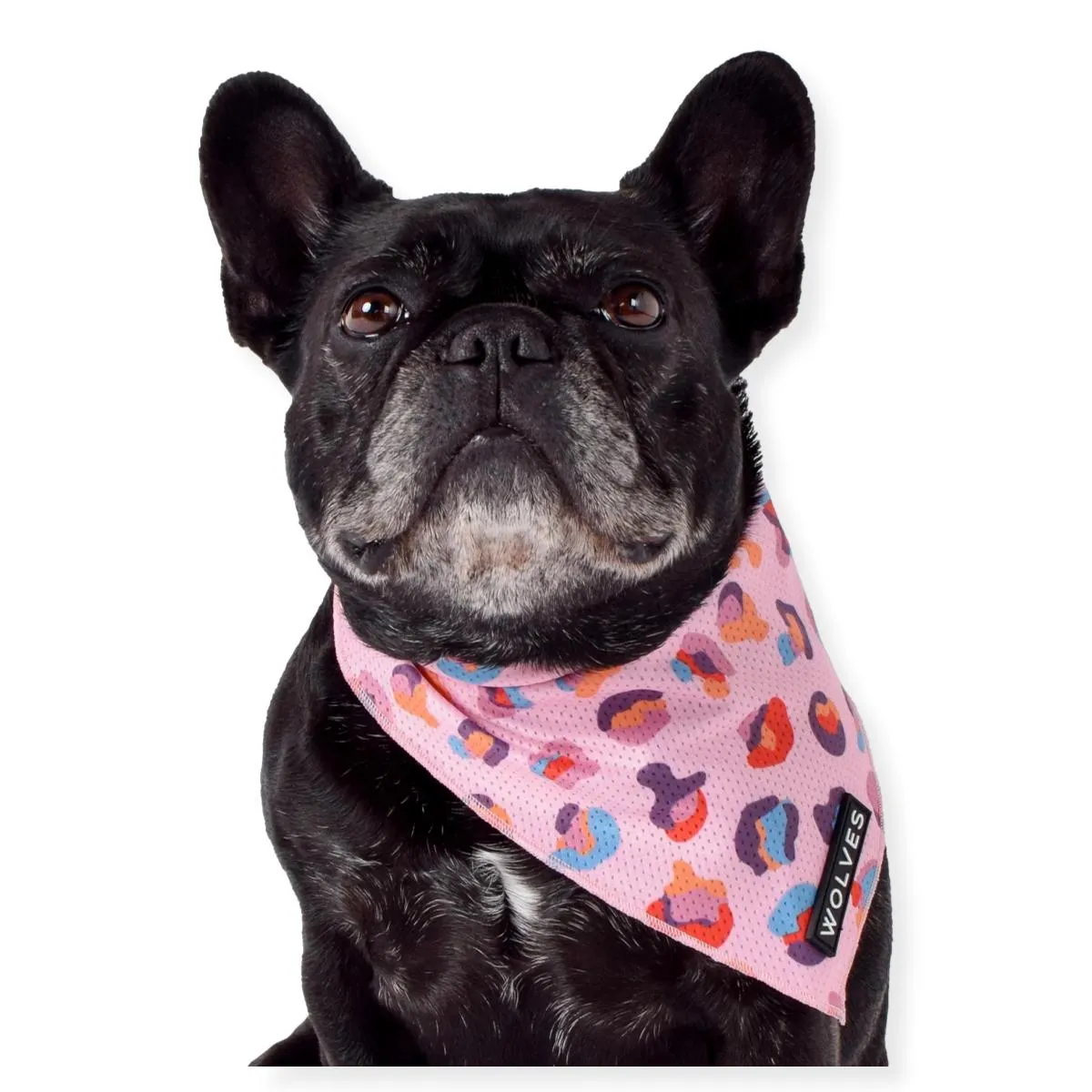 Wolves of Wellington Dog Mesh Bandana Lottie Large
