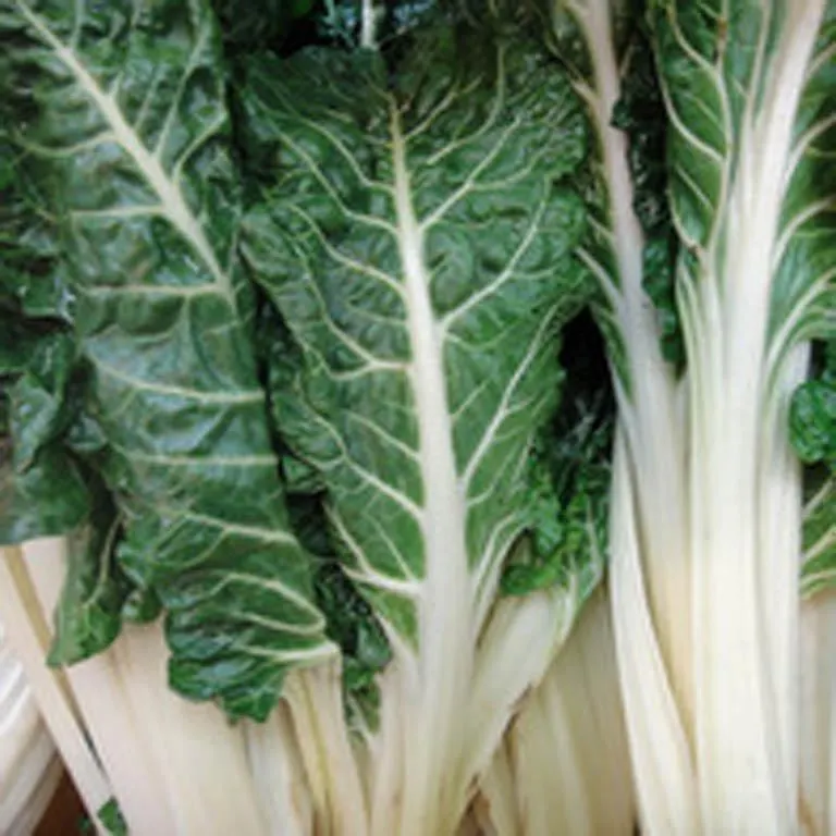 Silverbeet