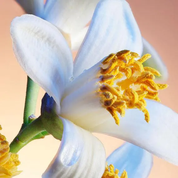 JARDINS DE BAGATELLE - EAU DE PARFUM