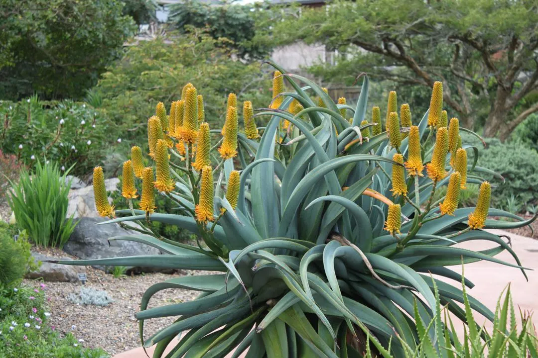 Dune Aloe (Aloe thraskii)