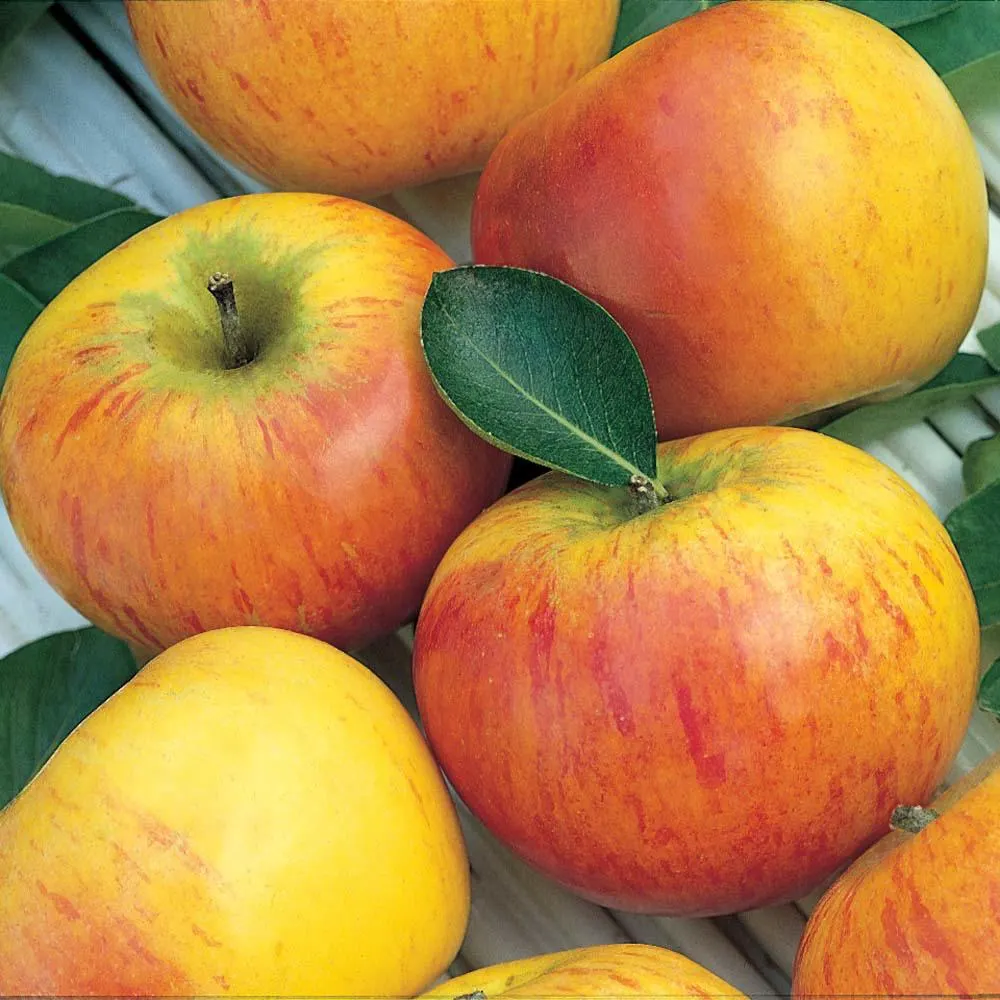 Apples "Coxs Orange Pippin"