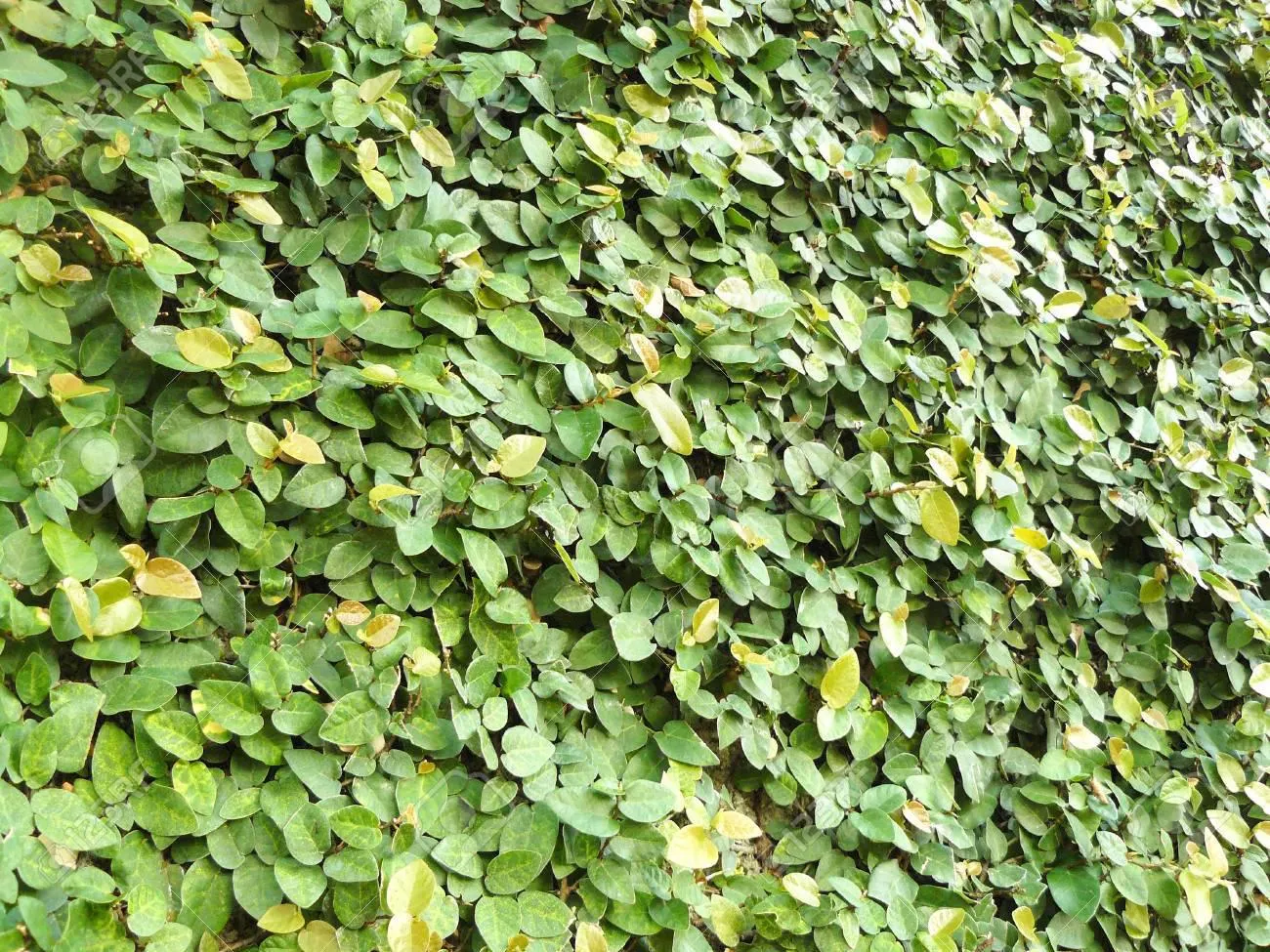 Creeping Fig (Ficus pumila)