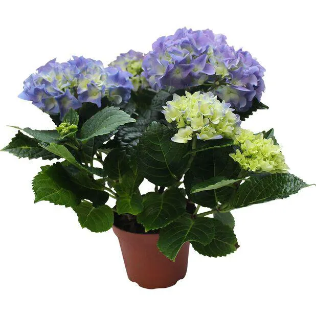 Hortensia