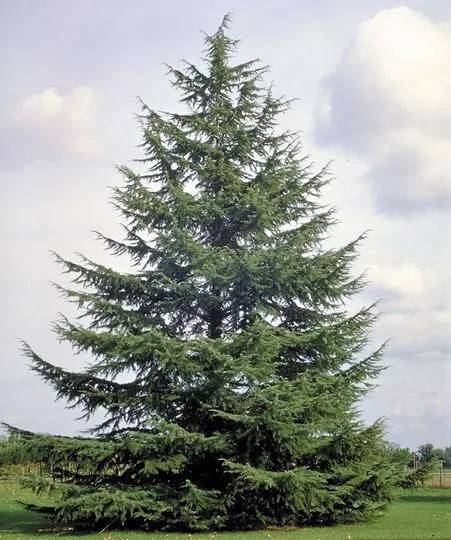 Atlas Cedar (Cedrus atlantica)
