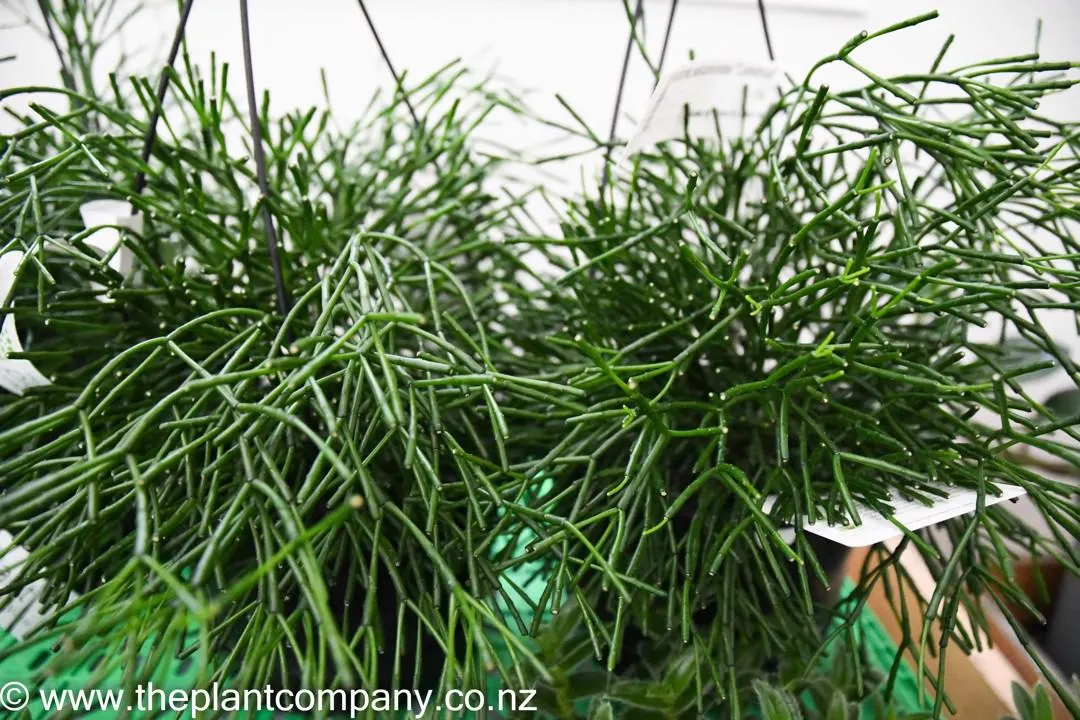 (Hatiora salicornioides "Cylindrica")