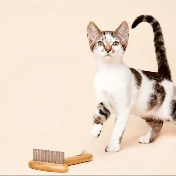 Cat Rake