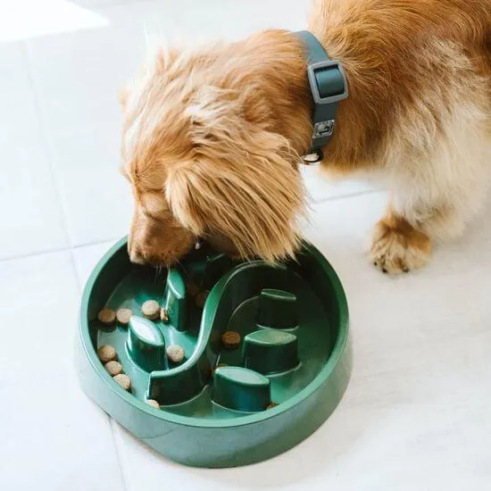 Bol ralentisseur botanique pour chiens