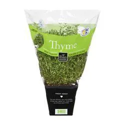 Thyme in a Pot