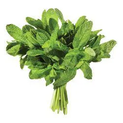 Fresh Mint