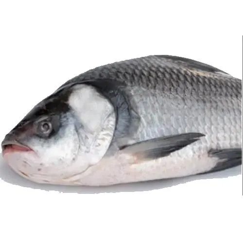 Taza Katla 2kg