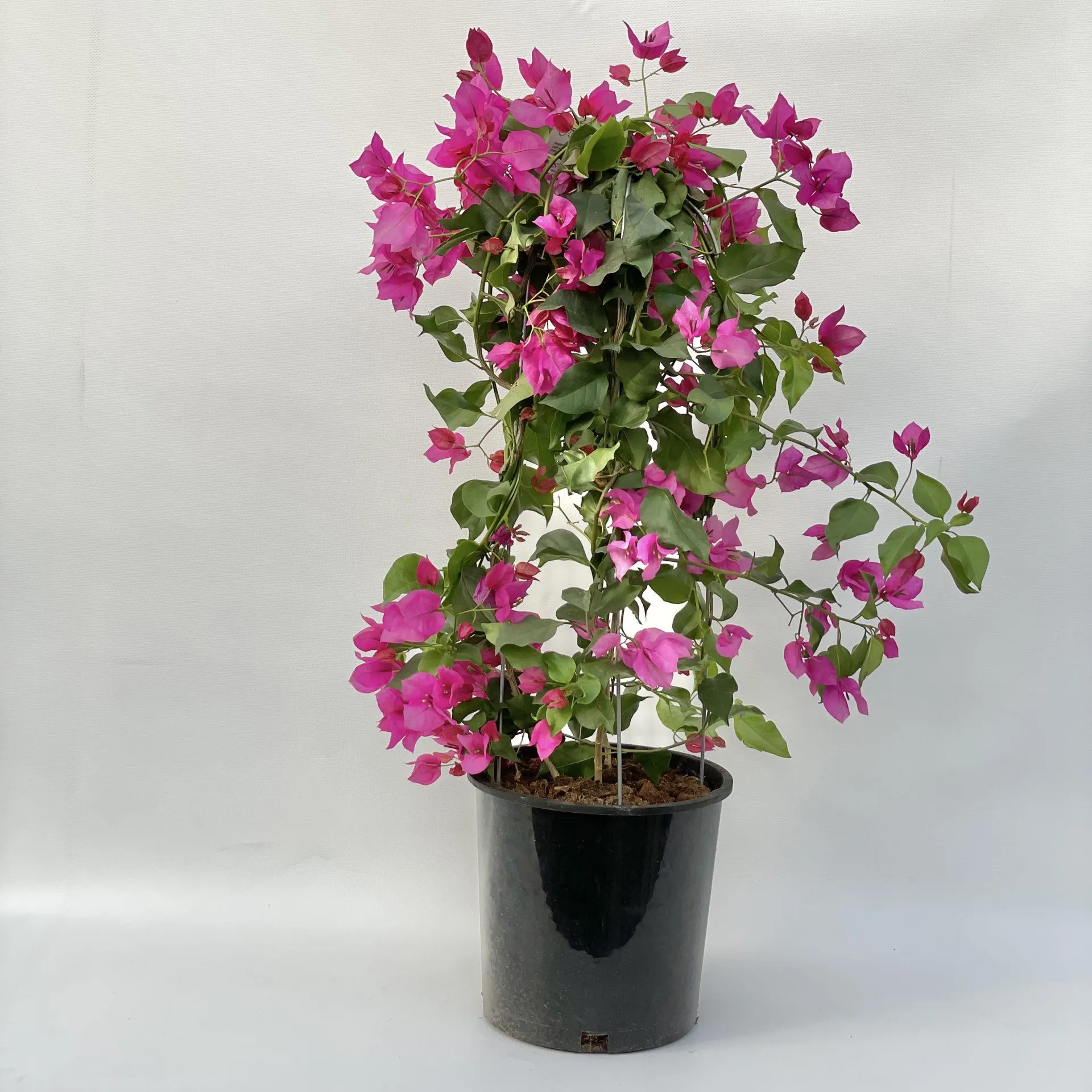 10″ Bougainvillea