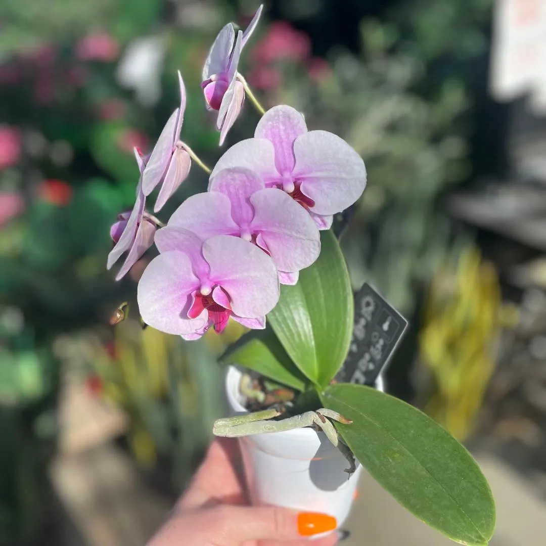 Artistica – Little Swan Orchid