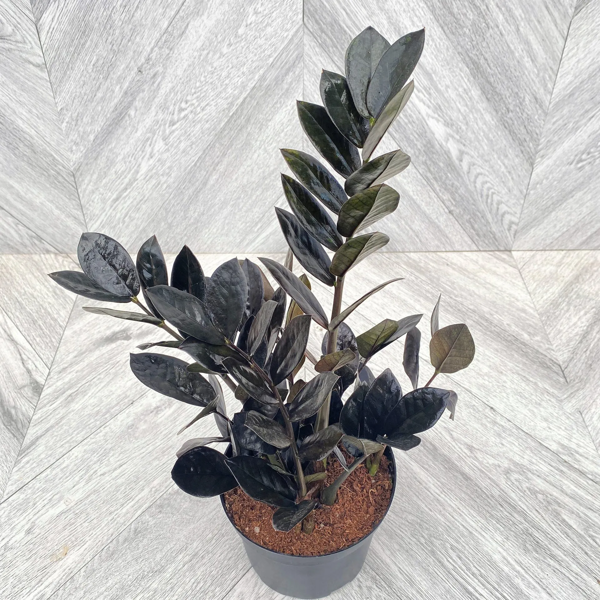 ZZ ‘Raven’ (6″ pot)