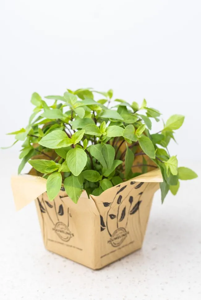 Houwelling's - Living Thai Basil Plant
