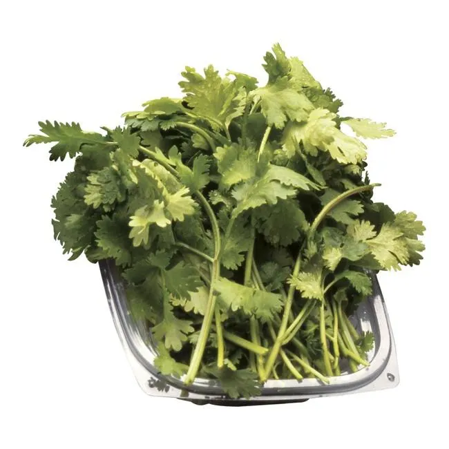 Fresh Cilantro